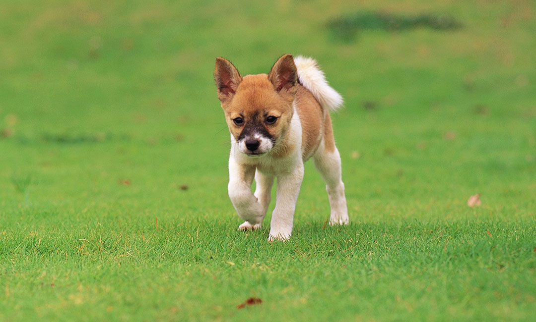 德阳叮叮宠物商业计划书案例